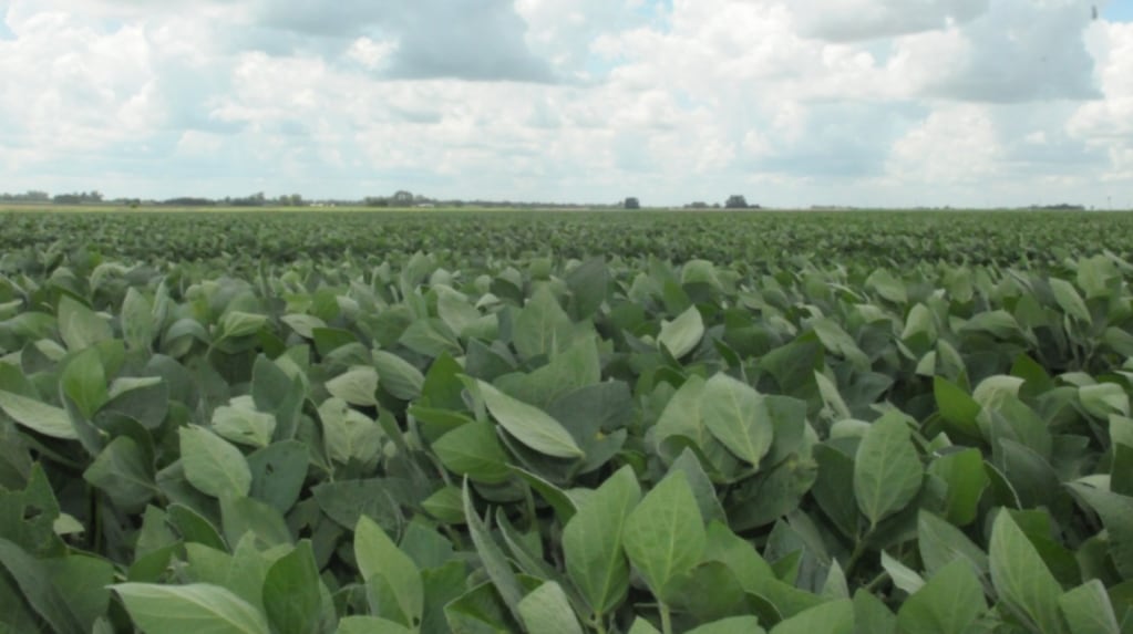 Innovación agrícola en Argentina con nuevo herbicida