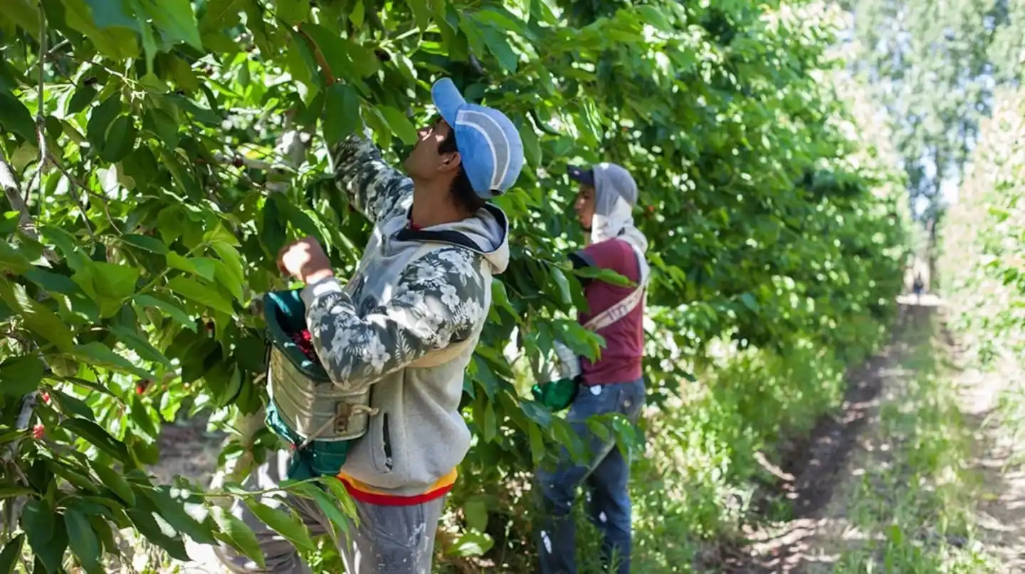 Trabajadores recolectando frutas en un campo de Corrientes