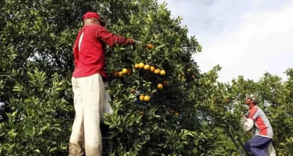 Sello Verde para el campo en Corrientes