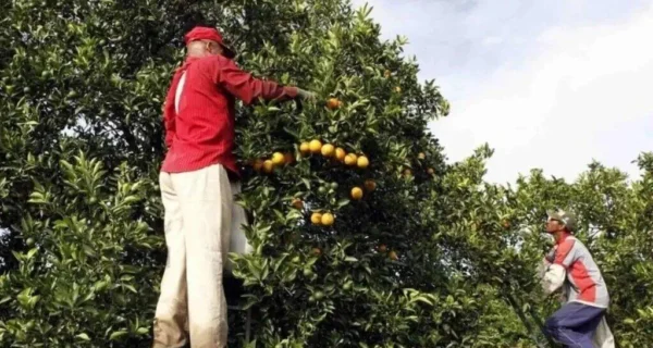 Sello Verde para el campo en Corrientes