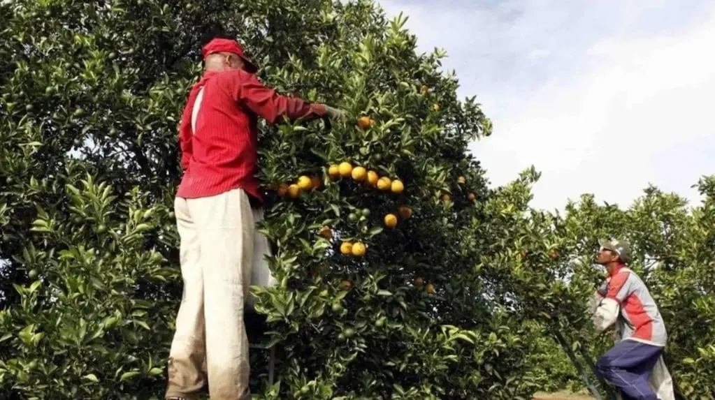 Sello Verde para el campo en Corrientes