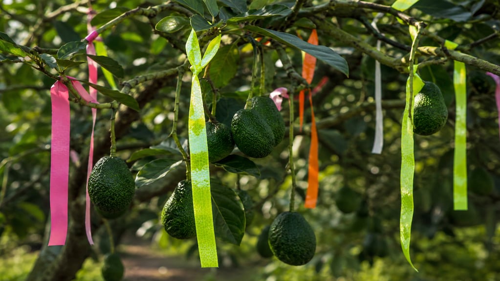 Cintas reflectantes colgadas en un árbol de paltas