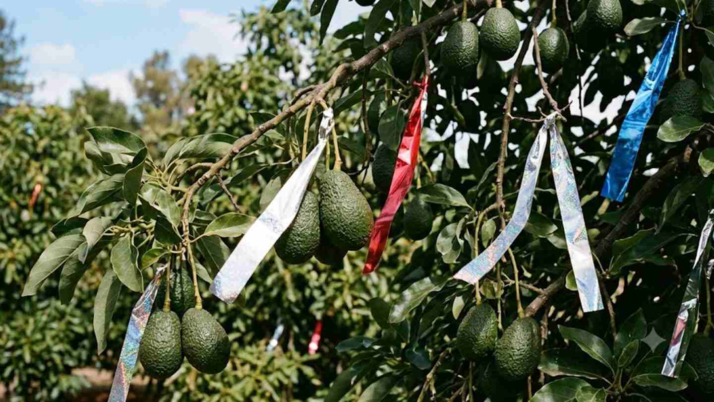 Cintas reflectantes colgadas en un árbol de paltas con frutos verdes