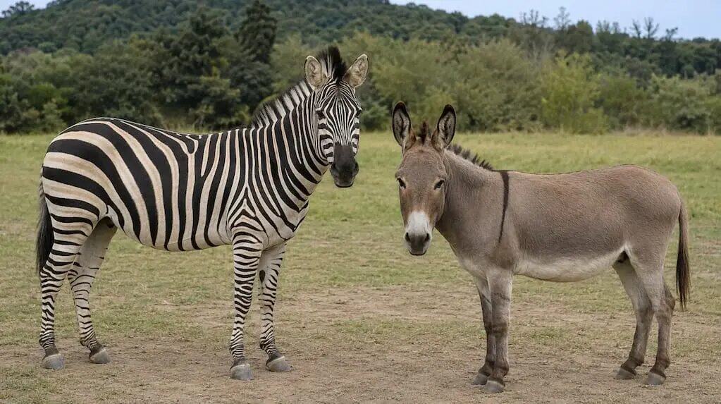 Cebrasno, híbrido entre cebra y burro