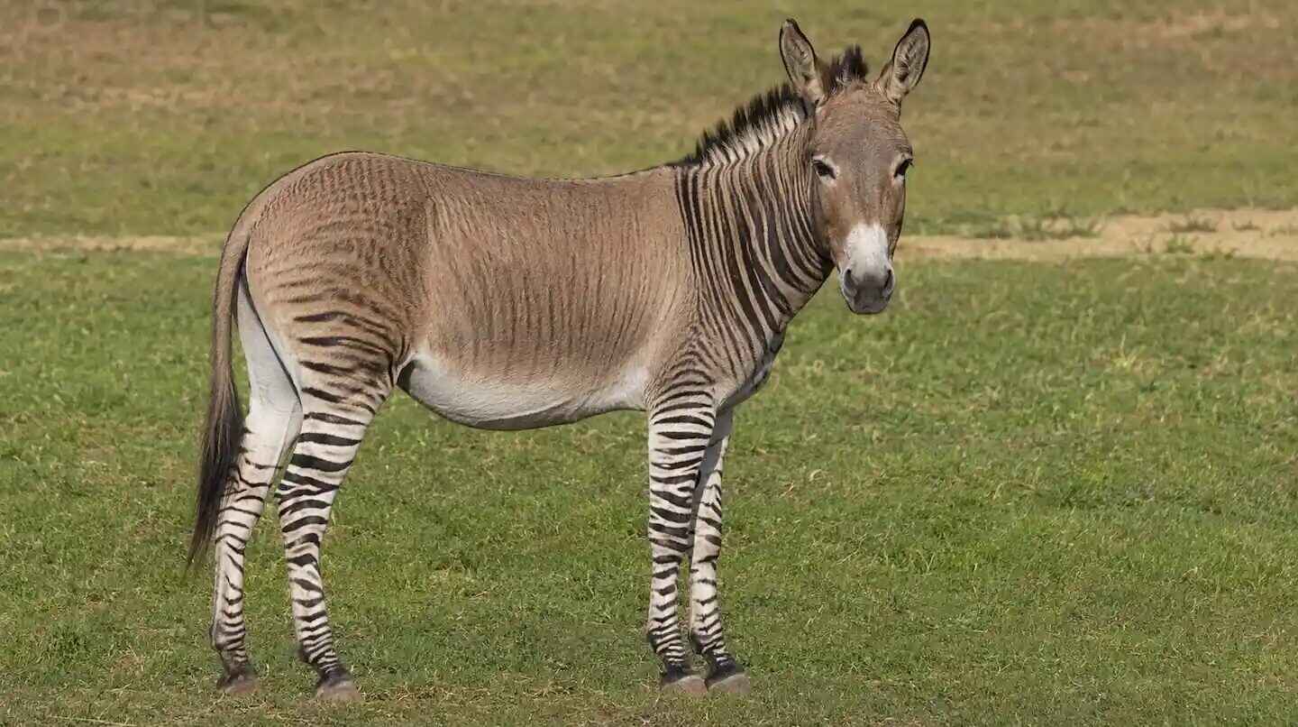 Cebrasno, híbrido entre cebra y burro, en un campo verde