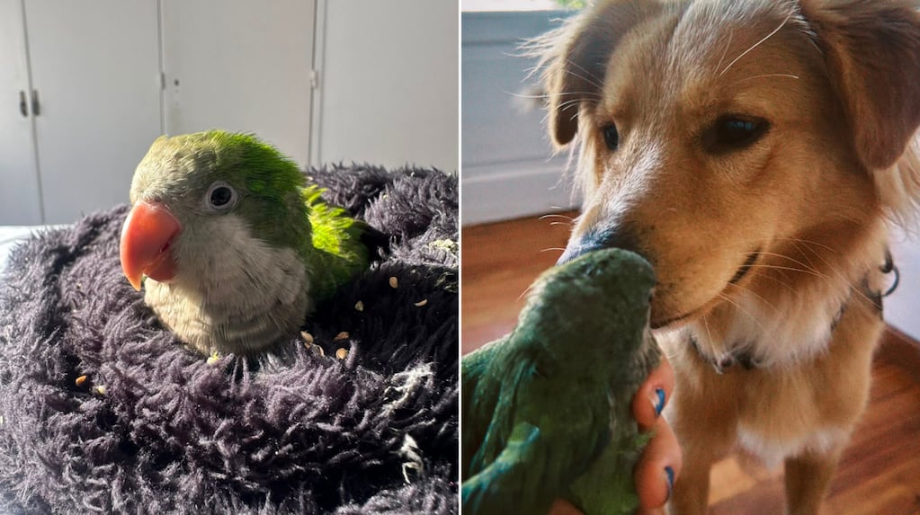 Chiqui, la cotorra que se recuperó tras ser rescatada