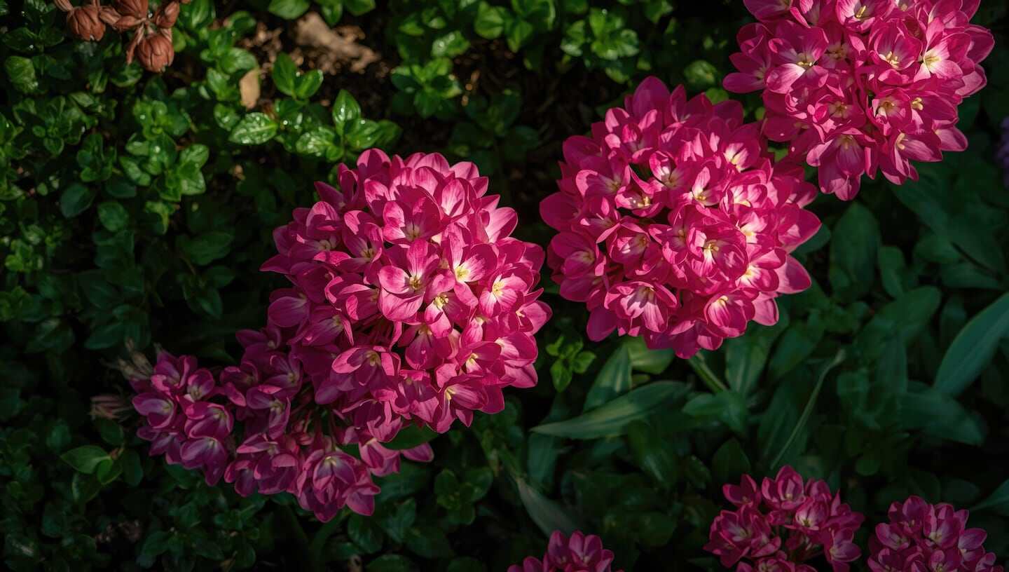 Flores de color rosa brillante en un jardín invernal