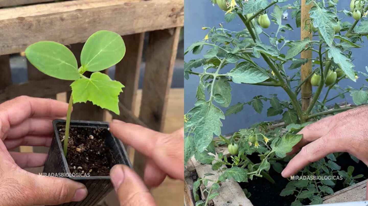 Planta de tomate en cajón de verduras con manos cuidando un brote