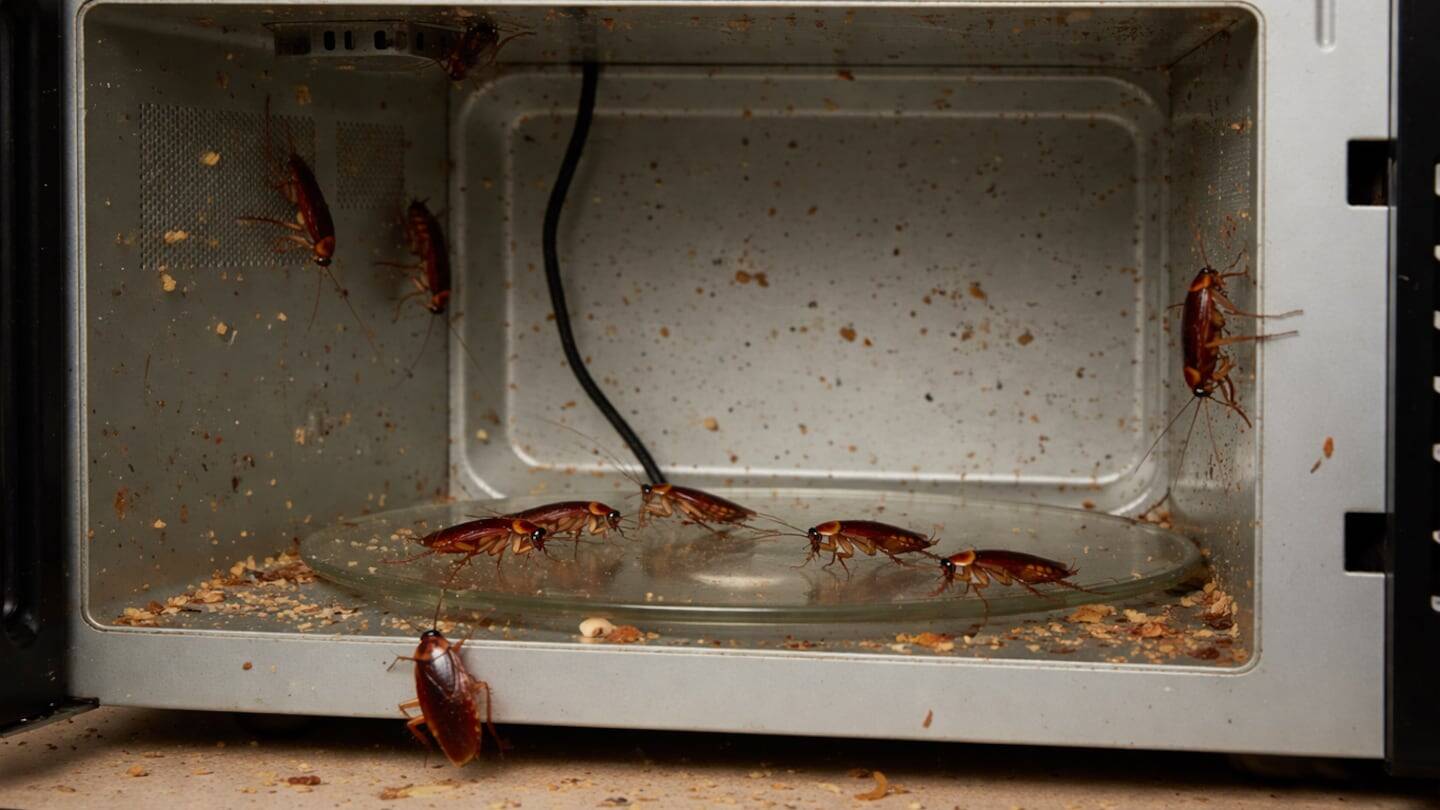 Cucarachas en un microondas sucio con restos de comida
