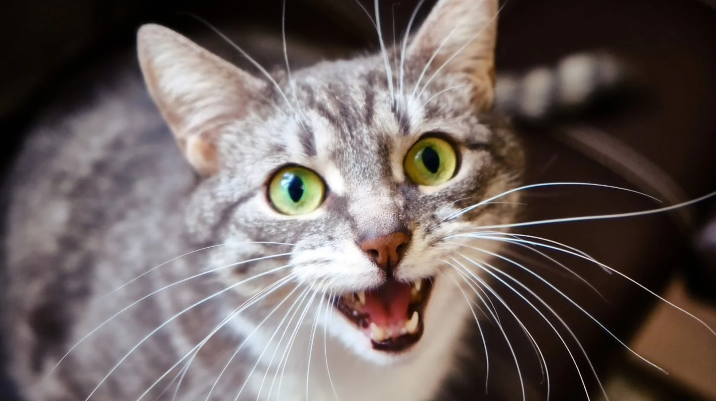 Gato gris con ojos verdes mostrando una expresión vocalizada