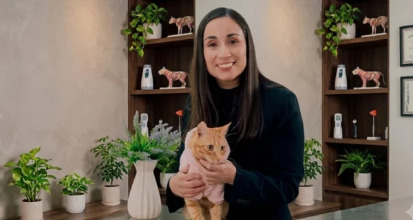 Gato mostrando signos de incomodidad