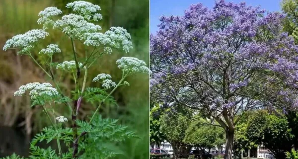 Plantas venenosas en un jardín