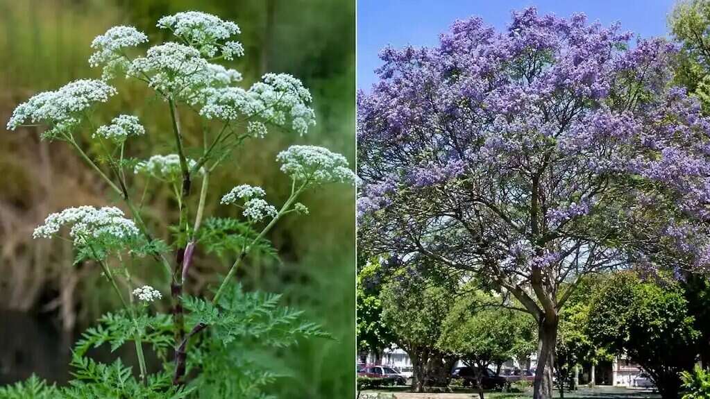 Plantas venenosas en un jardín