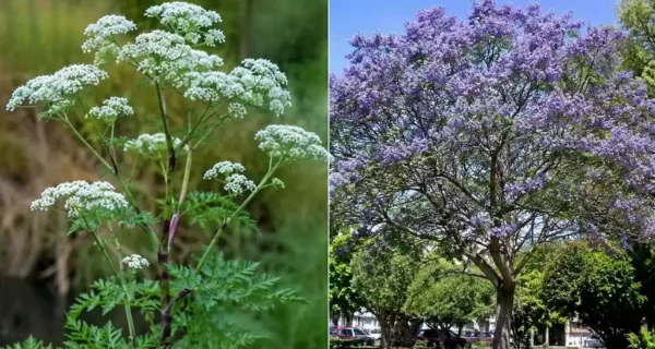 Plantas venenosas en un jardín