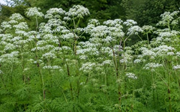 Campo de cicuta con flores blancas en un jardín