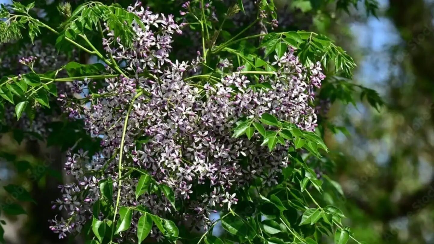 Flores del árbol del paraíso, una planta venenosa con efectos tóxicos