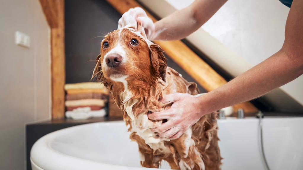 Perro siendo bañado en invierno