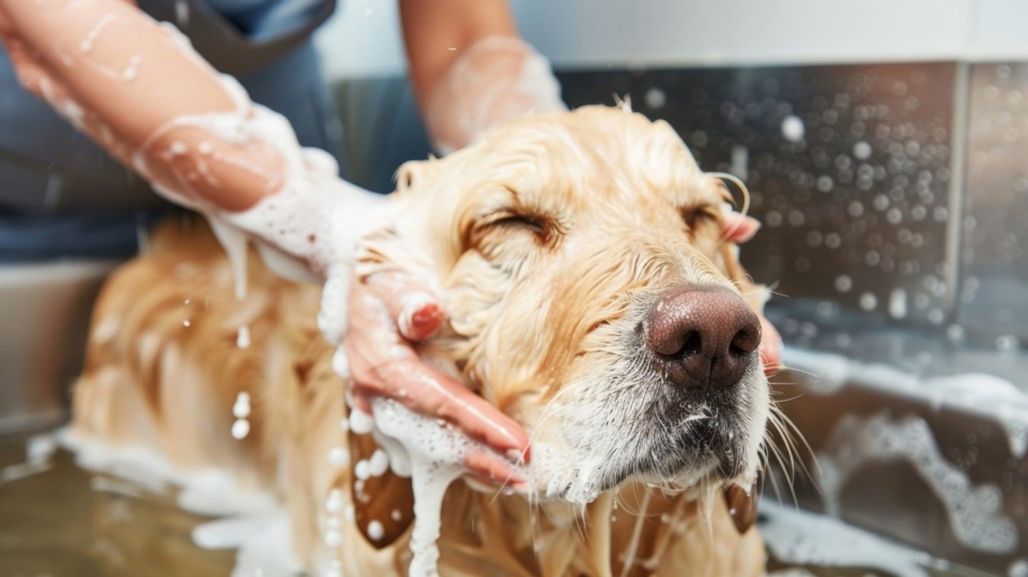Perro golden retriever recibiendo un baño con espuma en invierno