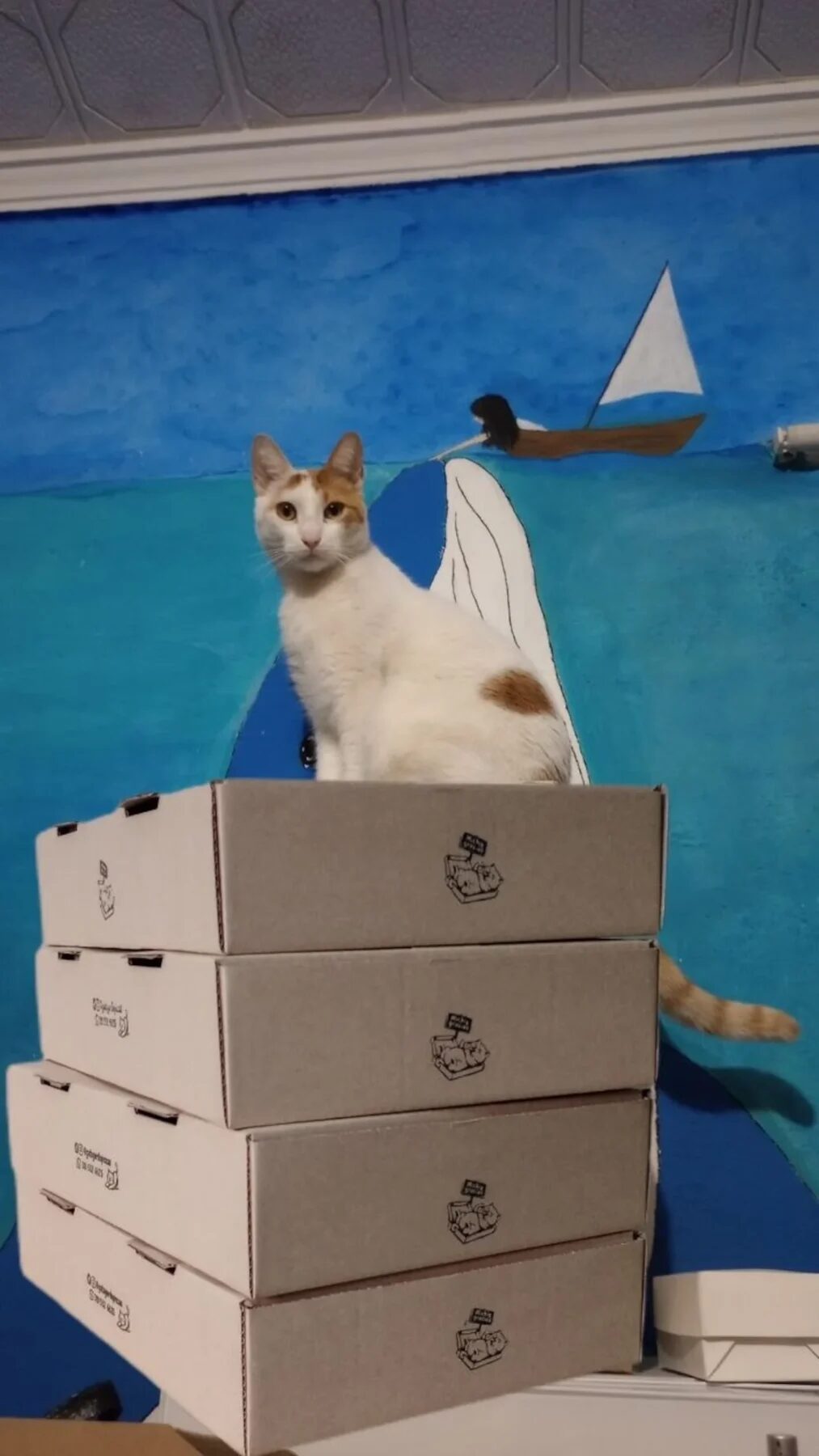 Gato sobre cajas de pizza en un fondo colorido