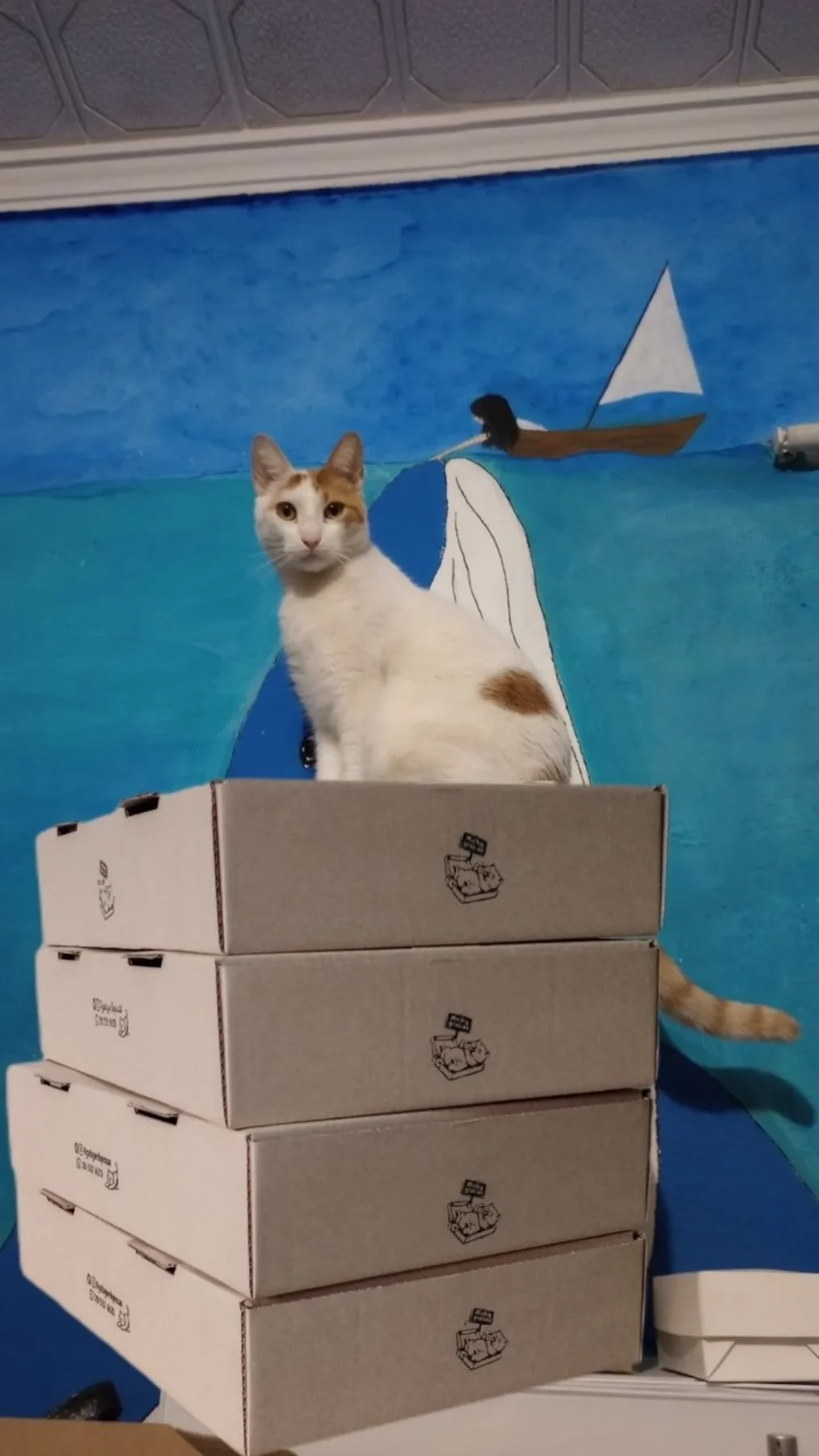 Gato sobre cajas de pizza en un fondo colorido