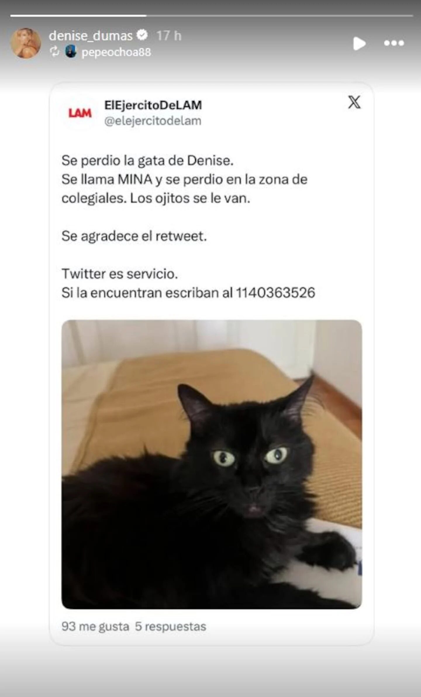 Gata negra llamada Mina, perdida y rescatada, mirando a la cámara
