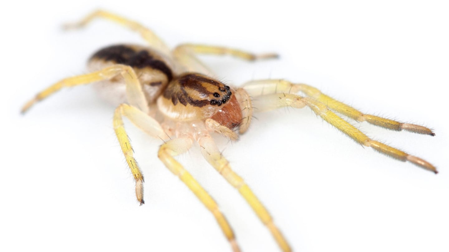 Nueva especie de araña descubierta en la Isla de los Estados, Argentina