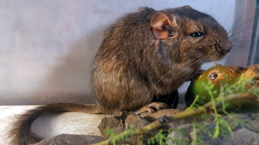 Rata vizcacha de Guasapampa en su hábitat natural