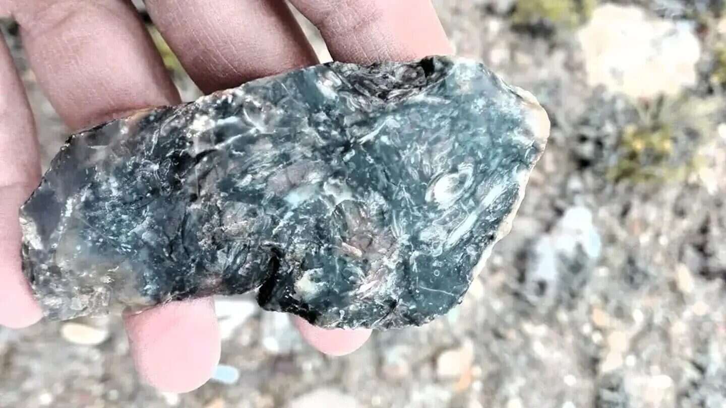 Fósil de planta de 150 millones de años sostenido en una mano en Santa Cruz