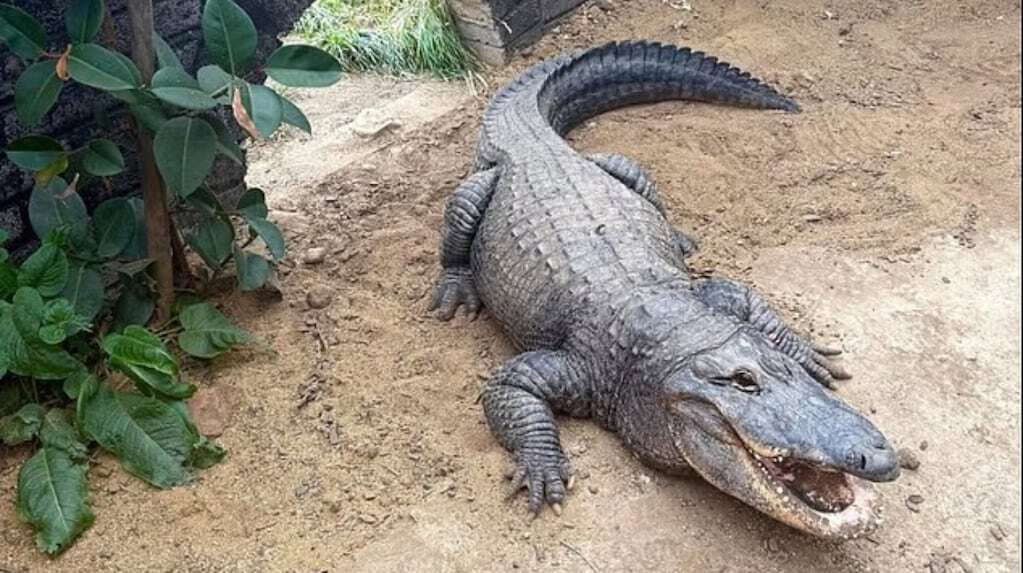 Rescate de un niño de una jaula de cocodrilos en un zoológico de Inglaterra