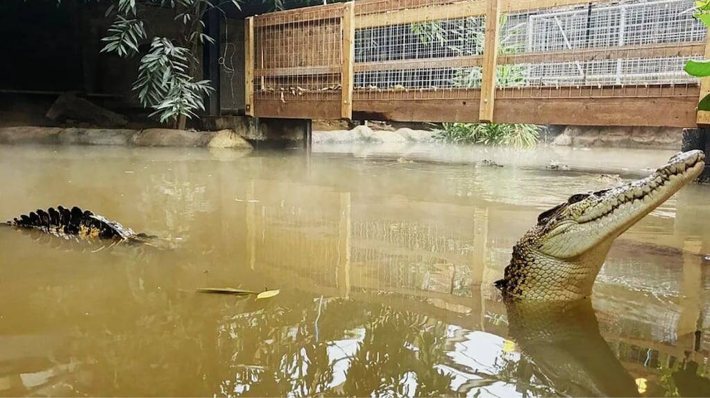 Zoológico Johnson's of Old Hurst en Cambridgeshire