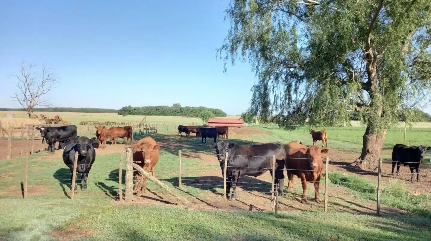 Ganado vacuno en un campo argentino