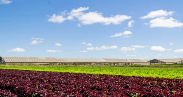 Manual de Producción Integrada del INTA