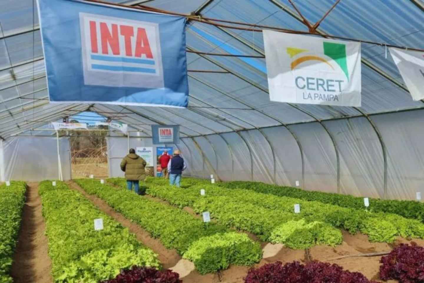 Invernadero con cultivos de lechuga y banners del INTA y CERET en La Pampa