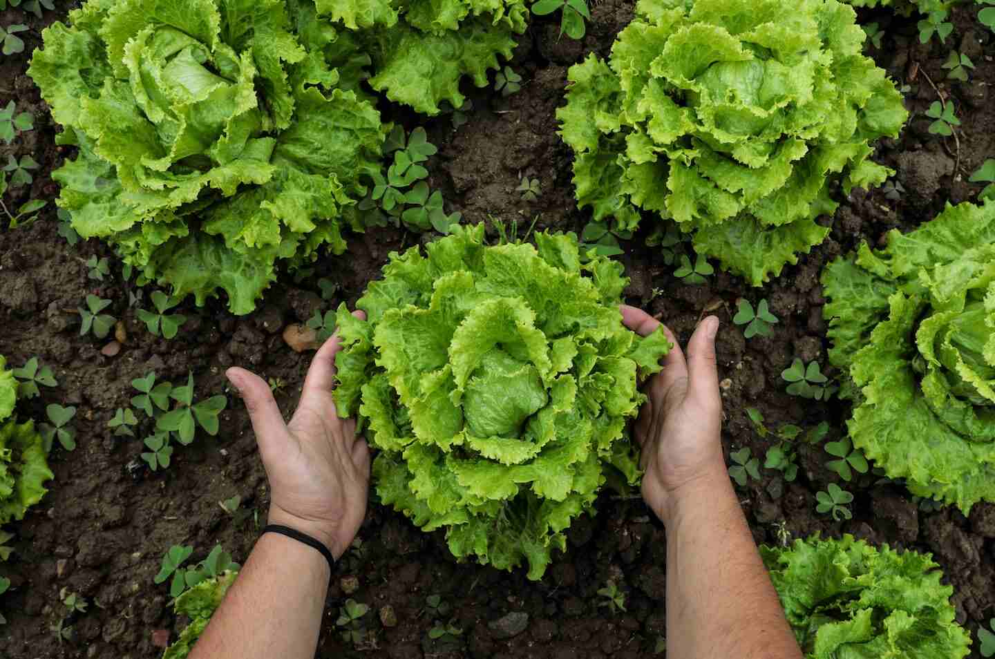 Manos sosteniendo lechugas en un campo de cultivo