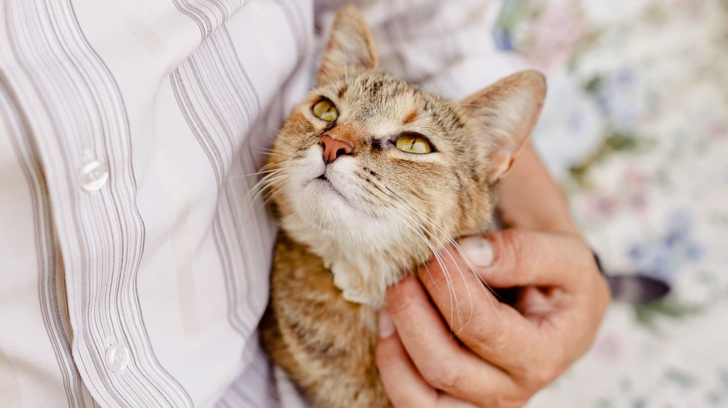 Gato siendo acariciado por una persona