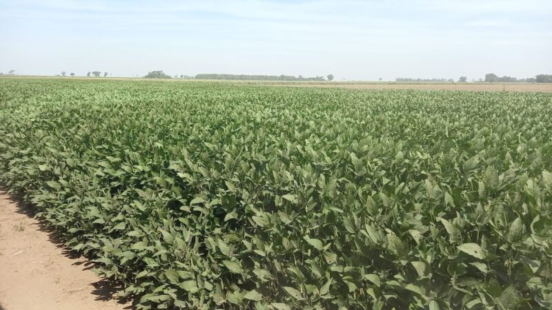 Campo de soja en el mercado rural argentino con vegetación densa y saludable