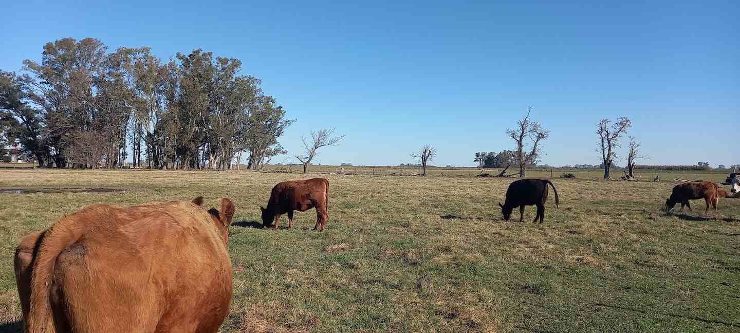 Ganado vacuno pastando en un campo rural argentino