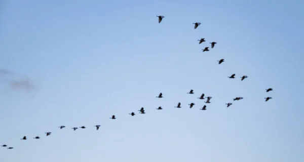 Pájaros volando en bandada