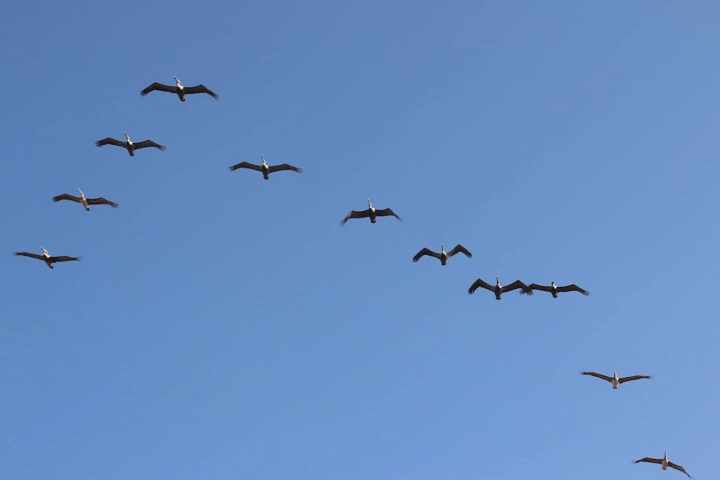 Pájaros volando en bandada en un cielo azul