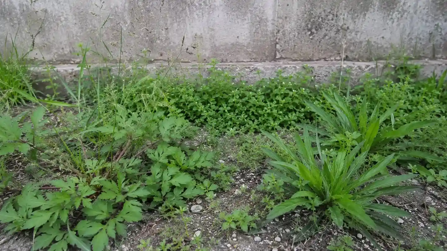 Malezas en un jardín junto a una pared de concreto