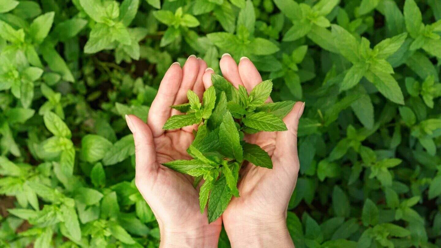 Manos sosteniendo hojas frescas de menta sobre un fondo de planta de menta