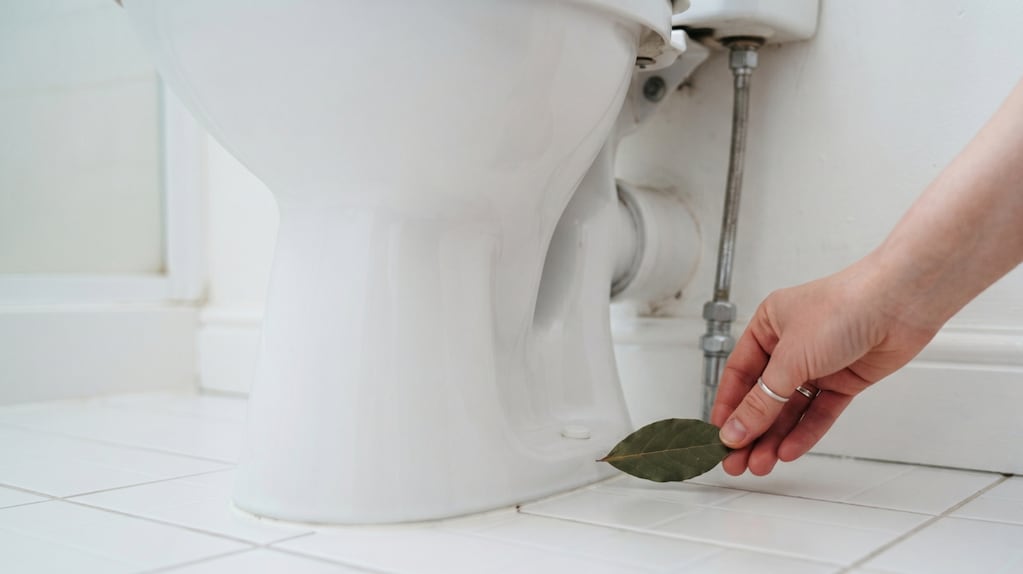 Hojas de laurel detrás del inodoro