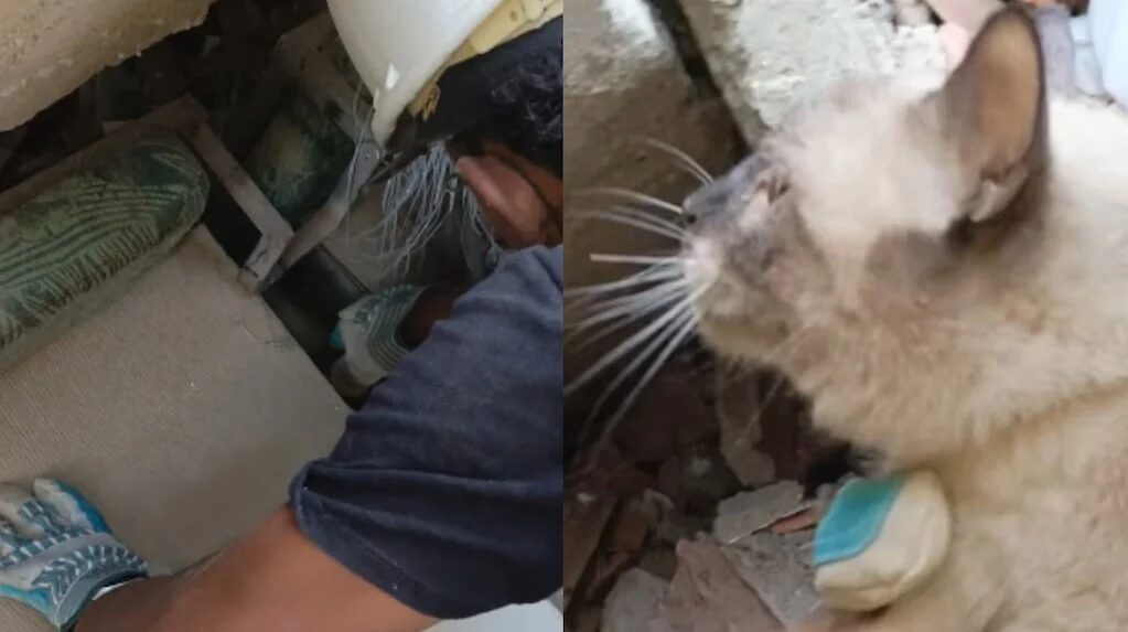 Rescate de un gato entre los escombros en Venezuela