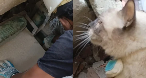 Rescate de un gato entre los escombros en Venezuela
