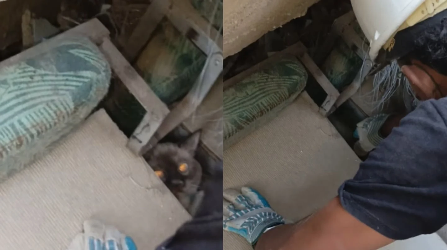 Gato atrapado entre escombros en Venezuela tras un terremoto