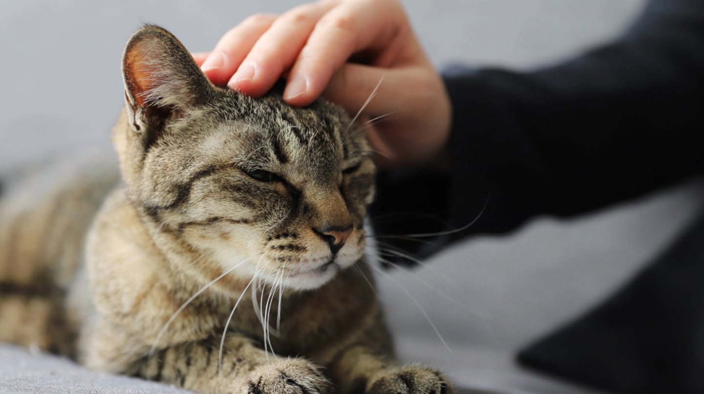 Gato recibiendo caricias de una mano humana