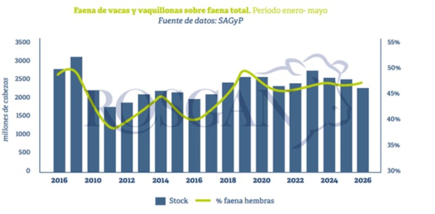 Gráfica que muestra la faena de vacas y vaquillonas en Argentina entre 2016 y 2026