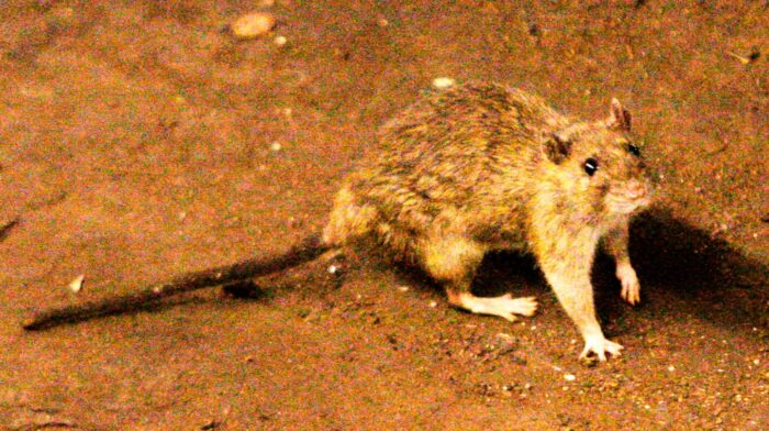 Rata de campo, posible portadora de hantavirus