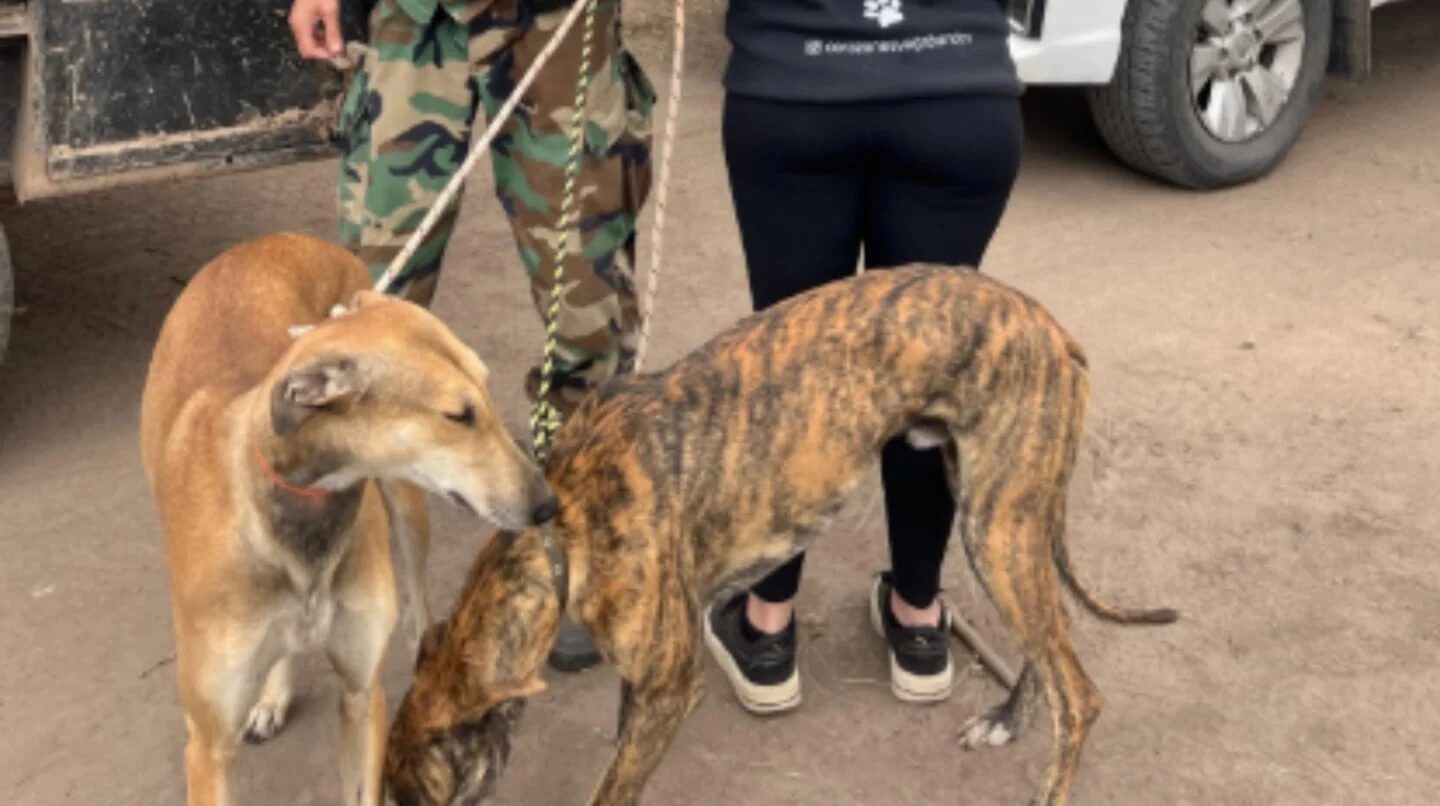 Dos galgos en primer plano junto a una persona con ropa de camuflaje en San Antonio de Areco
