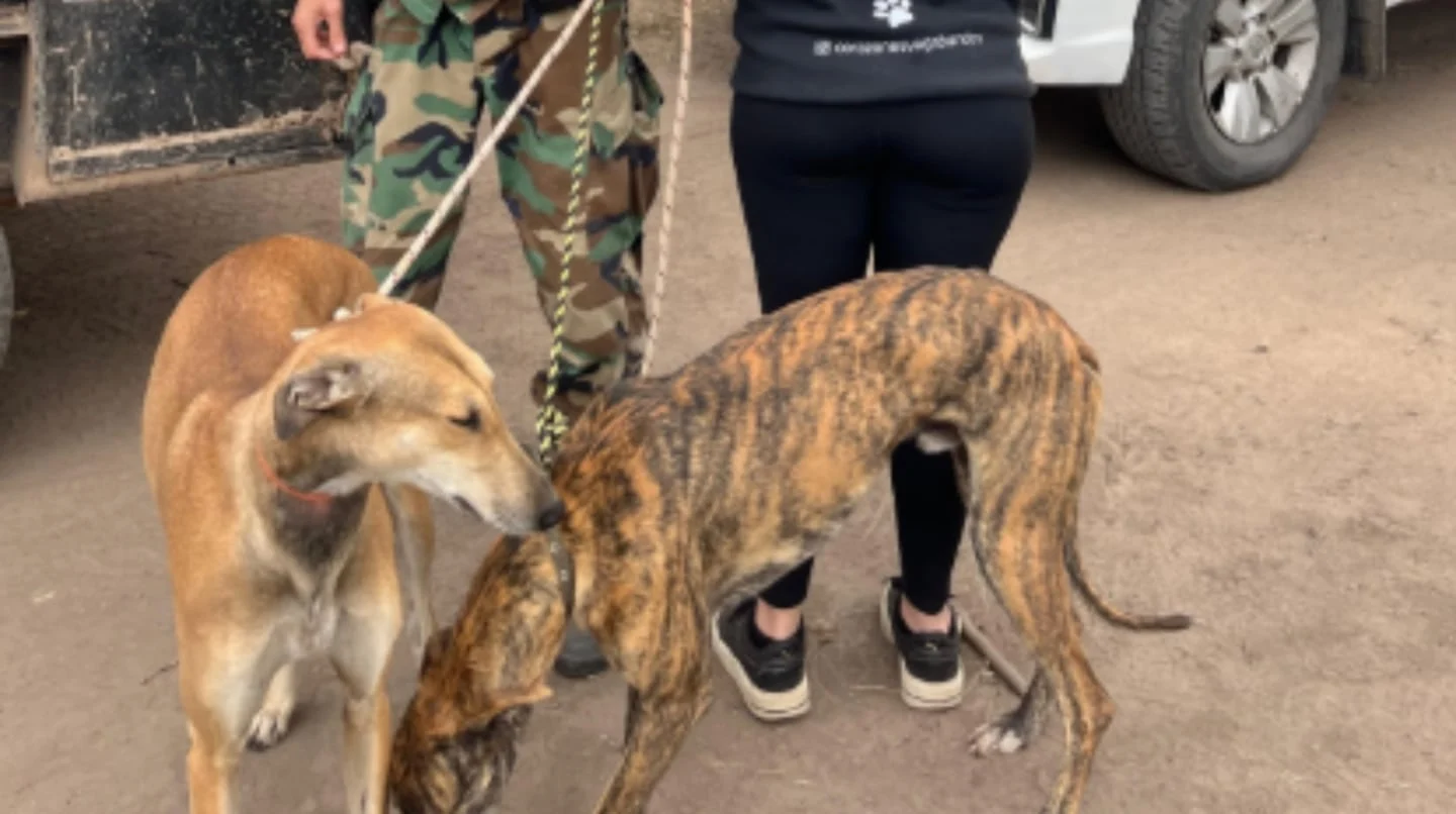 Dos galgos en primer plano junto a una persona con ropa de camuflaje en San Antonio de Areco